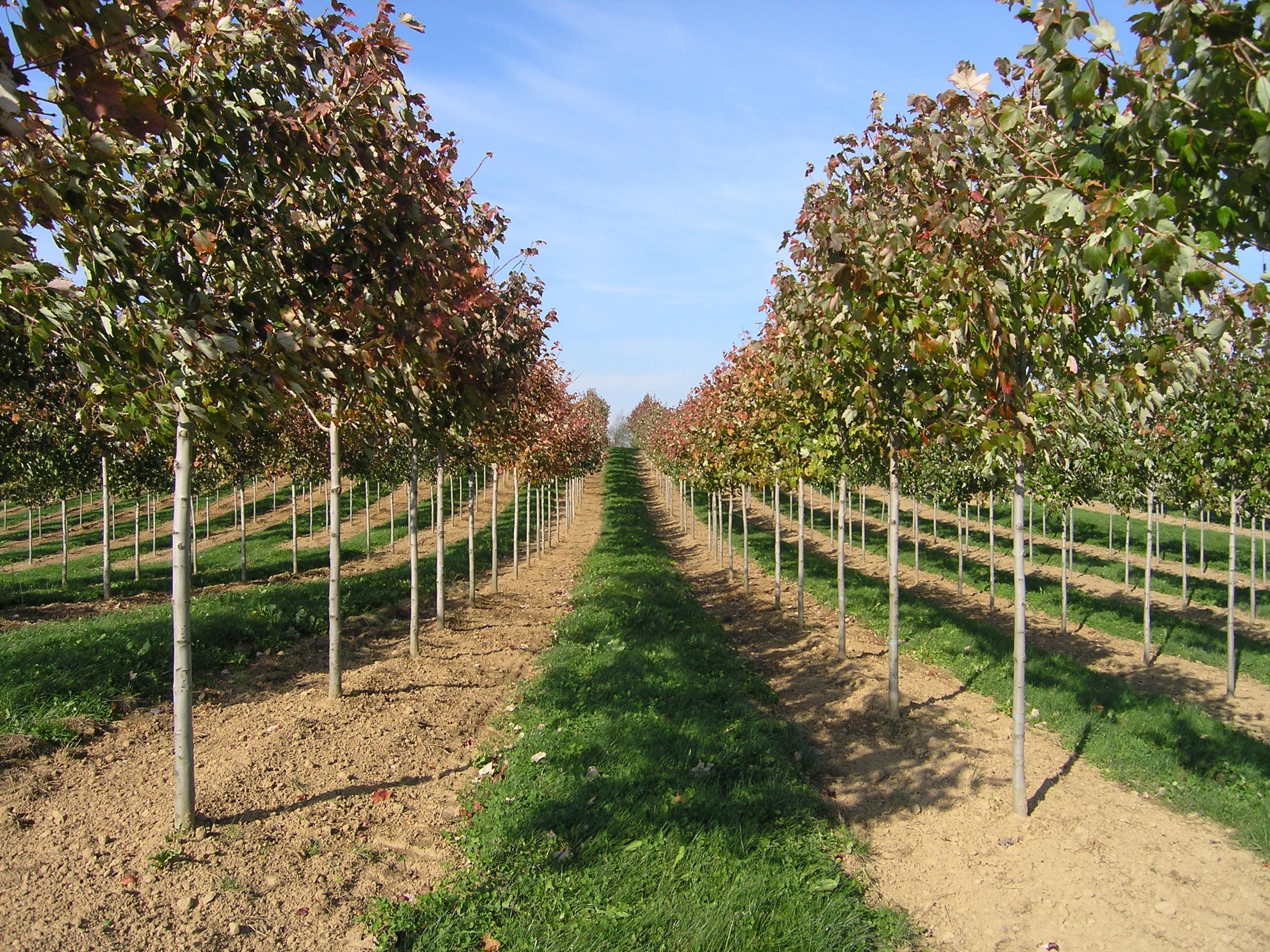 Acer rubrum ‘Franksred’